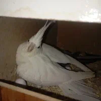 عروس پاریس درجه یک|پرنده|سوسنگرد, |دیوار