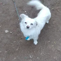 پاکوتاخانگی|سگ|مراغه, |دیوار