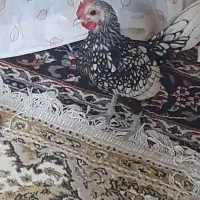 مرغ و خروس مینیاتوری|پرنده|اسلامشهر, ده عباس|دیوار