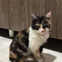 واگذاری بچه گربه|گربه|کرمانشاه, |دیوار