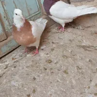 طوقی سرخ خال سیاه