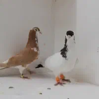 کفتر طوقی|پرنده|فریمان, |دیوار