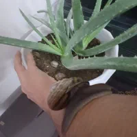 حلزون بزرگ دونه ۱۰۰