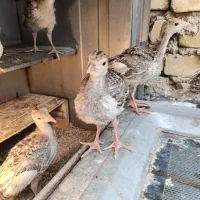 جوجه بوقلمون