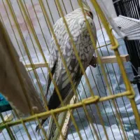 عروس هلندی مرواریدی و خاکستری ماده بالغ