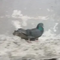 طوقی نر|پرنده|نیر (اردبیل), |دیوار