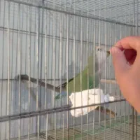 کوتوله برزیلی جفت با تخم و جوجه سرلاکی|پرنده|نیریز, |دیوار