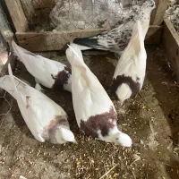 طوقی|پرنده|کاشان, لتحر|دیوار