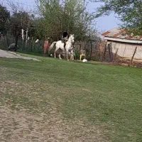 اسب|اسب و تجهیزات اسب‌سواری|شاندرمن, |دیوار