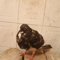 کفتر