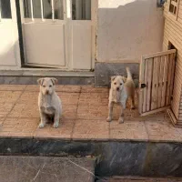 سگ تیز گوش|سگ|تبریز, |دیوار