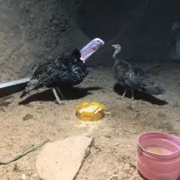 بوقلمون محلی