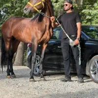 اسب قد ۱۸۳ .دو راس|اسب و تجهیزات اسب‌سواری|تهران, نیاوران|دیوار