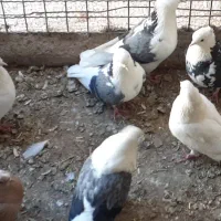 ۶تایکجا|پرنده|نهاوند, |دیوار