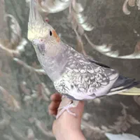 طوطی عروس هلندی ماده