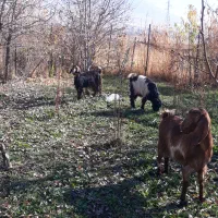 بز آبستن|حیوانات مزرعه|روانسر, |دیوار