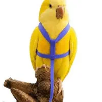 قلاده پرنده برای همه نوع پرنده ها