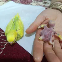 یک جفت مرغ عشق مولد