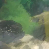 دوعدد ماهی اسکار