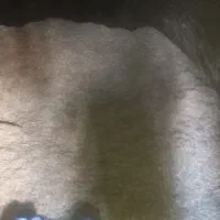 کاه. گندم وجو