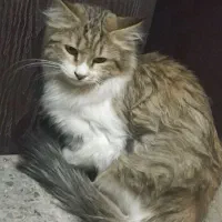 گربه پرشین سالم سلامت