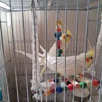 یک جفت عروس هلندی بالغ|پرنده|شهر بابک, |دیوار