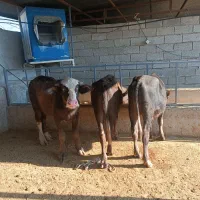 سه راس گوساله گاومیش نر درجه یک