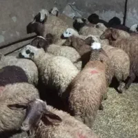 گوسفند جوان