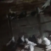 کفتر پرشی سالم سالم