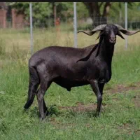 گوسفند محلی