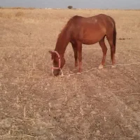 اسب مادیان