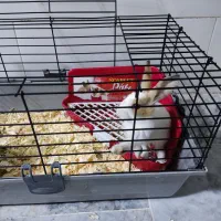 یک جفت بچه خرگوش بامزه با قفس|موش و خرگوش|قم, دروازه ری|دیوار