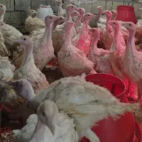 نیمچه بوقلمون گوشتی بیوتی|حیوانات مزرعه|قزوین, |دیوار