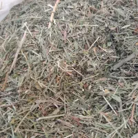 علف همه گیاه