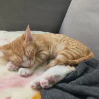 واگذاری گربه