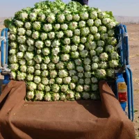 کاهو درجه یک