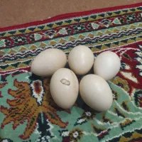 تخم نطفه دار لاری