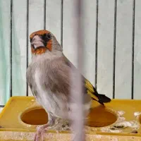 سهره کرمانی نر|پرنده|پردیس, فاز ۴|دیوار