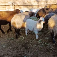 ۹میش و بره ۳ آبستن مایه دار