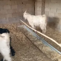 کهره نر شاخ جفت مخصوص داشت|حیوانات مزرعه|افزر, |دیوار