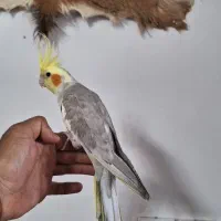 عروس هلندی دستی و سخنگو