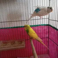 دوجفت مرغ عشق