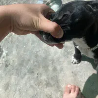 پیتبول بلک|سگ|کرمان, |دیوار