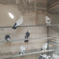 کبوتر دم سیاه. رنگی|پرنده|قم, شهرک مهدیه (مدرس)|دیوار