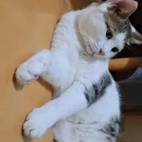 واگذاری پسر تپلی و مهربون