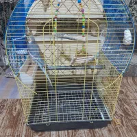 عروس هلنی آواز خوان|پرنده|خوی, |دیوار