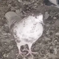 یه تعداد حیون درجه یک نر و ماده|پرنده|تهران, خزانه|دیوار