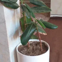 گل با گلدان