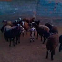 میش هشت تا بره دار و دوقلو