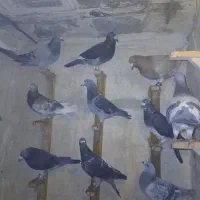 کبوتر نژاد دار|پرنده|مشهد, جلالیه|دیوار